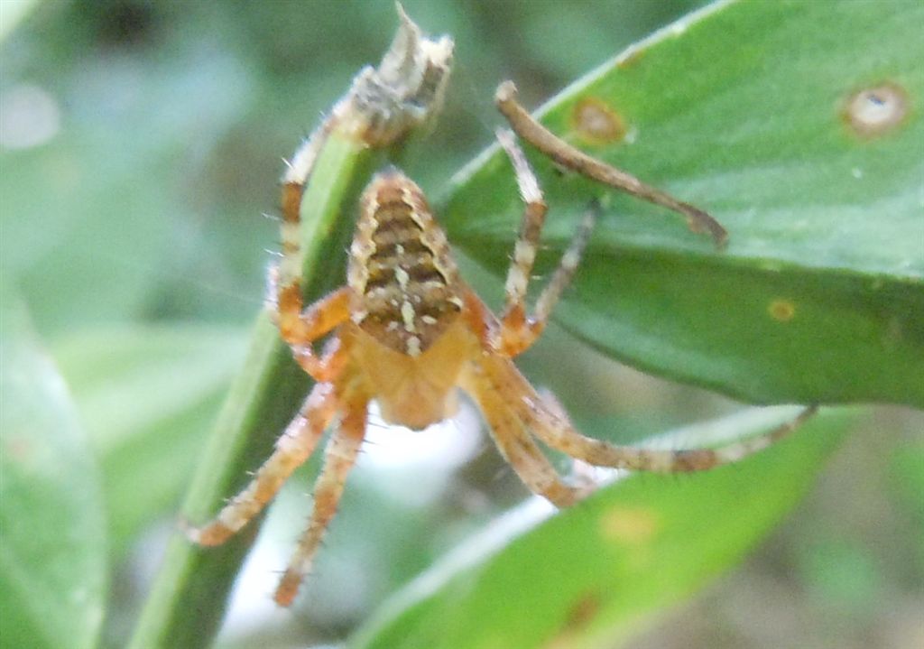 Araneus diadematus